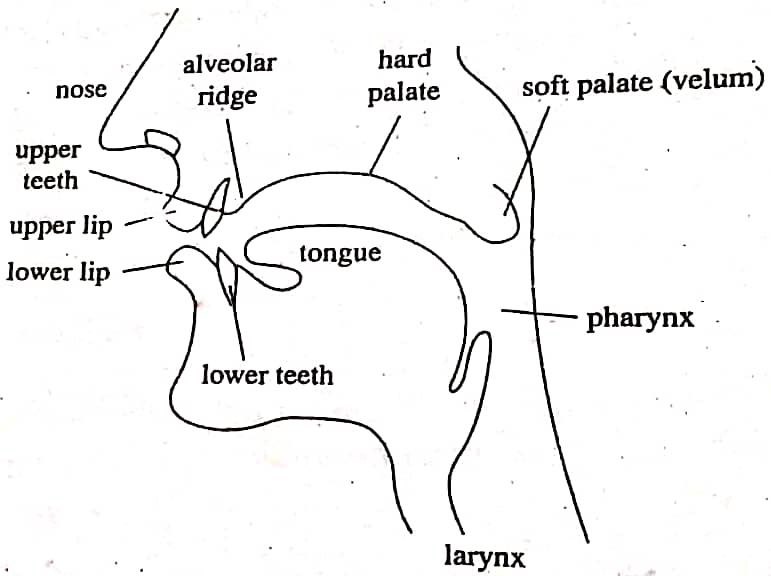 organs of speech production